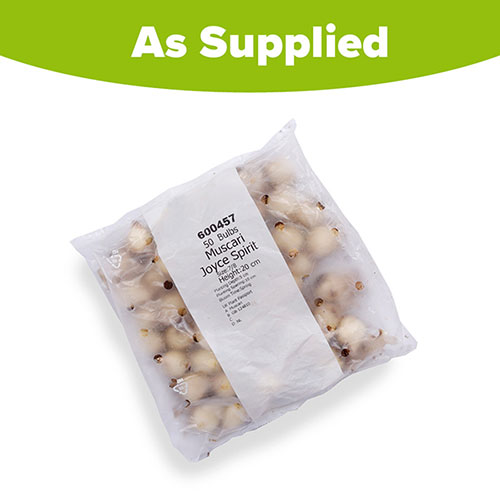 Muscari Joyce Spirit