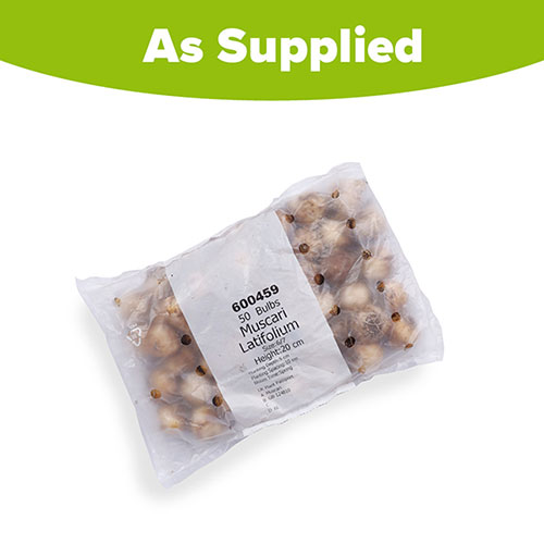 Muscari latifolium Muscari latifolium