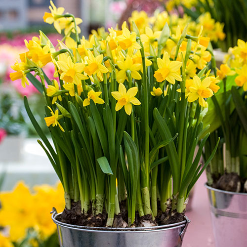 Early Flowering Naturalising Daffodil Mix