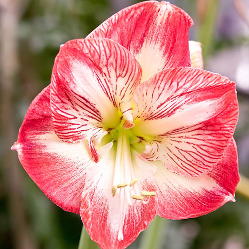 Amaryllis Minerva Amaryllis Minerva