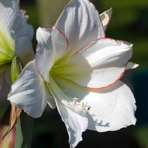 Amaryllis Picotee Amaryllis Picotee