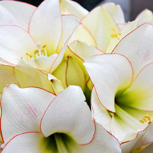 Amaryllis Picotee Amaryllis Picotee