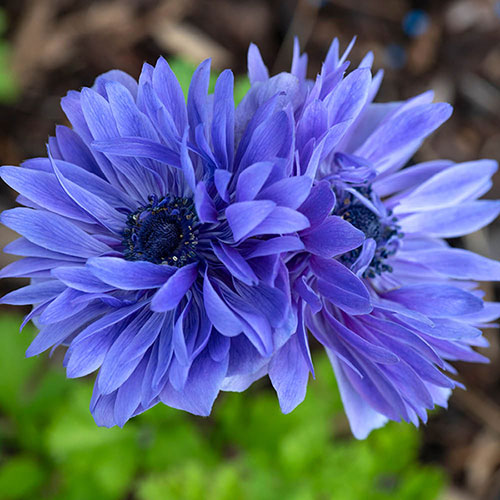 Anemone Lord Lieutenant Anemone Lord Lieutenant