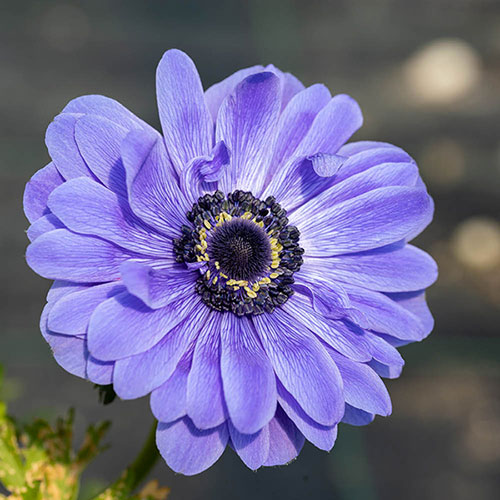 Anemone Lord Lieutenant Anemone Lord Lieutenant