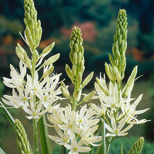 Camassia Alba Camassia Alba