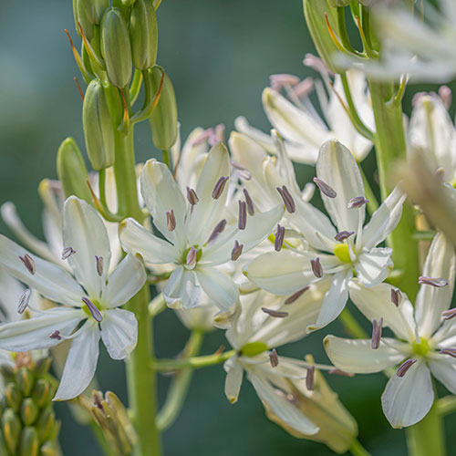 Camassia Alba Camassia Alba