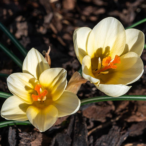 Crocus Cream Beauty