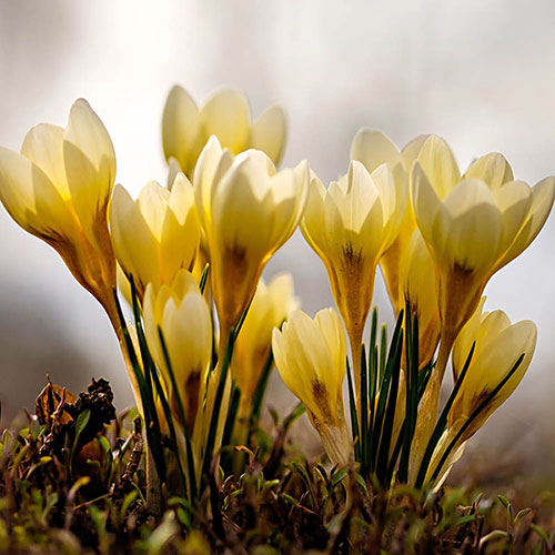 Crocus Cream Beauty