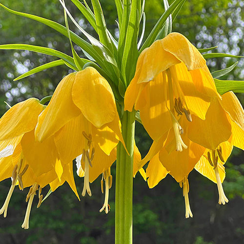 Fritillaria Lutea Fritillaria Lutea