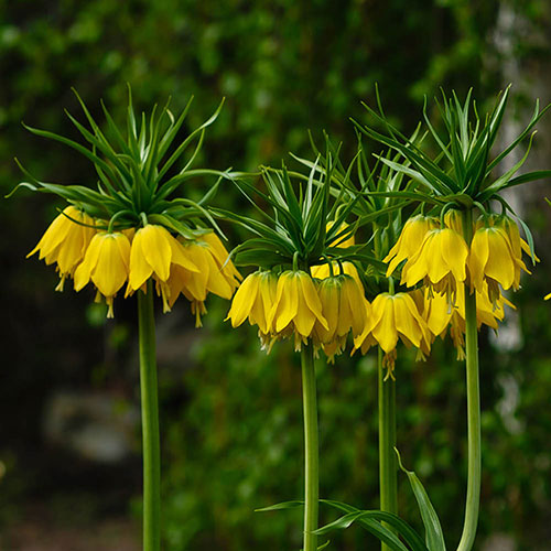Fritillaria Lutea Fritillaria Lutea
