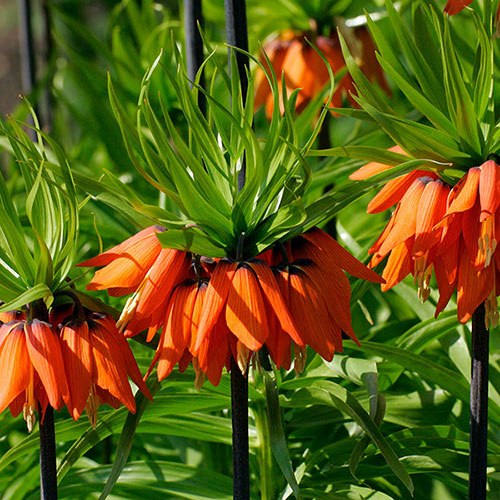Fritillaria Rubra
