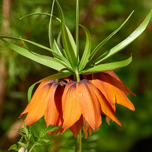 Fritillaria Rubra