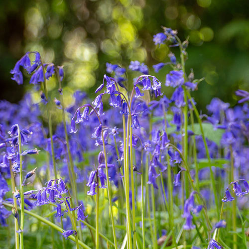 Common English Bluebells Common English Bluebells