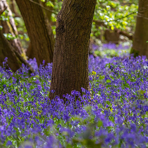 Common English Bluebells Common English Bluebells