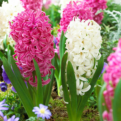 Hyacinth Pretty in Pink Mix Hyacinth Pretty in Pink Mix