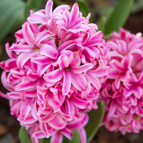 Hyacinth Pretty in Pink Mix Hyacinth Pretty in Pink Mix