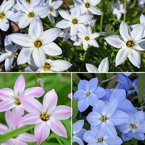 Ipheion Mixed Bulbs Ipheion Mixed Bulbs