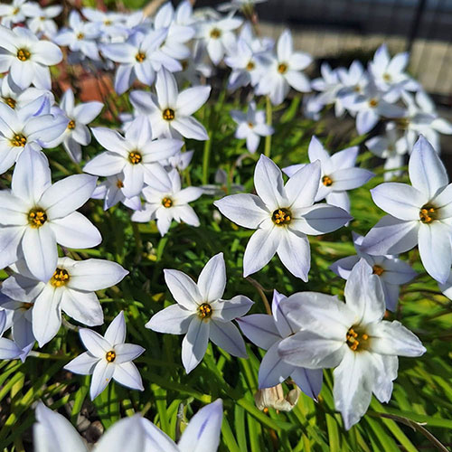 Ipheion Mixed Bulbs Ipheion Mixed Bulbs