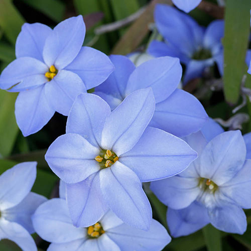 Ipheion Mixed Bulbs Ipheion Mixed Bulbs