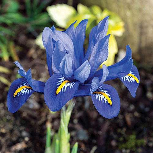 Iris Harmony Iris Harmony