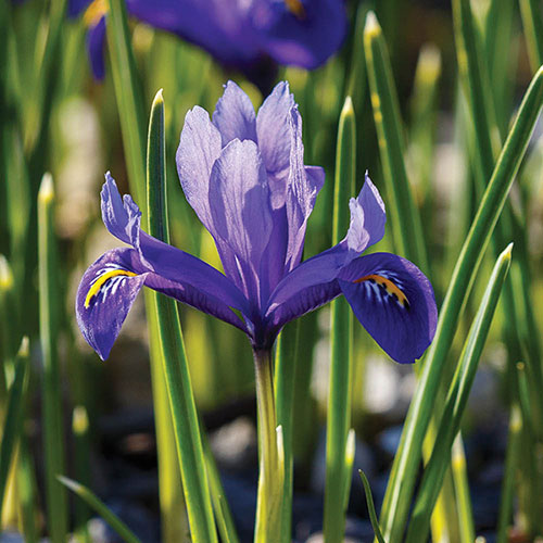 Iris Harmony Iris Harmony