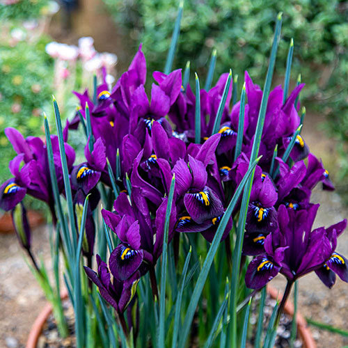 Iris Purple Hill Iris Purple Hill