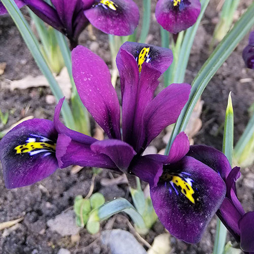 Iris Purple Hill