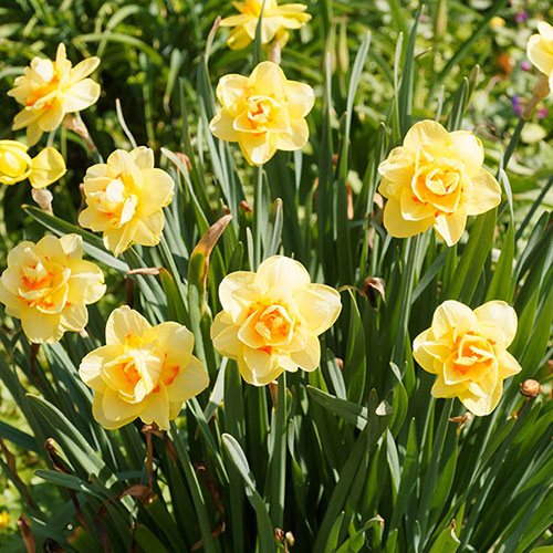 Daffodil Double Flowering Classic Mix Daffodil Double Flowering Classic Mix