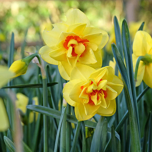 Daffodil Double Flowering Classic Mix Daffodil Double Flowering Classic Mix