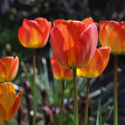 Tulip Queensday Tulip Queensday