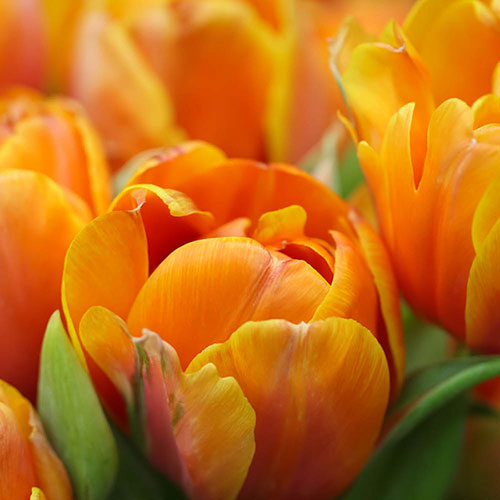 Tulip Queensday Tulip Queensday