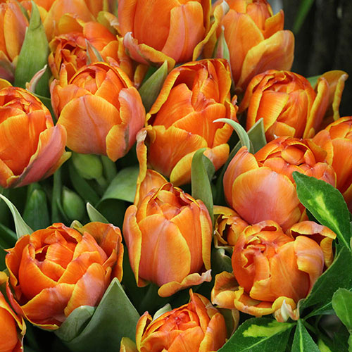 Tulip Queensday Tulip Queensday