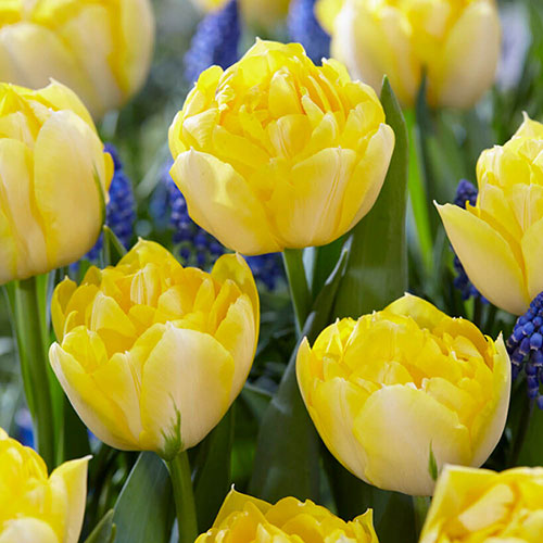 Tulip Secret Perfume Tulip Secret Perfume