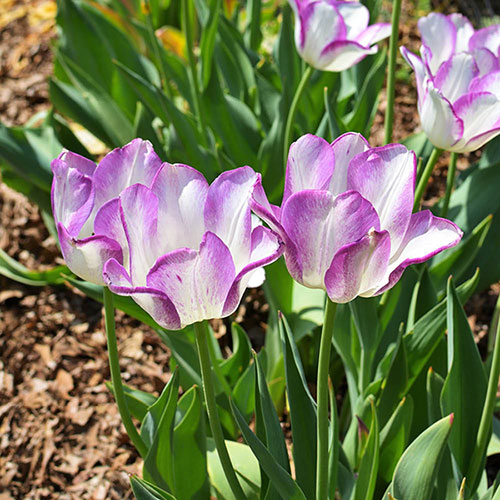 Tulip Shirley Tulip Shirley