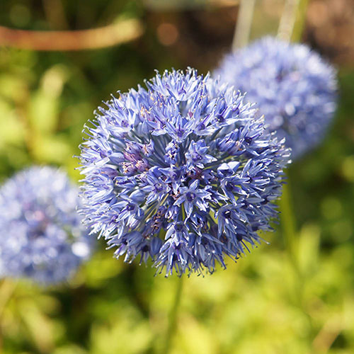Blue Allium caeruleum Blue Allium caeruleum