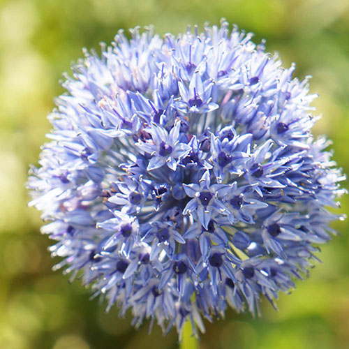 Blue Allium caeruleum