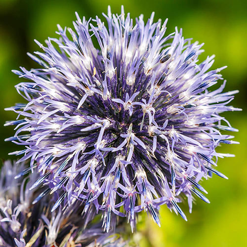 Blue Allium caeruleum