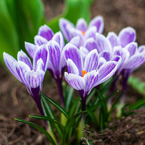 Crocus King of the Striped Crocus King of the Striped