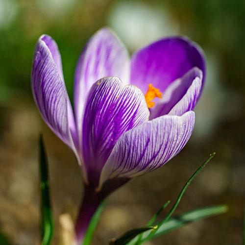 Crocus King of the Striped Crocus King of the Striped