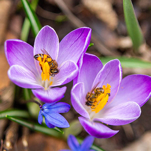 Crocus King of the Striped Crocus King of the Striped