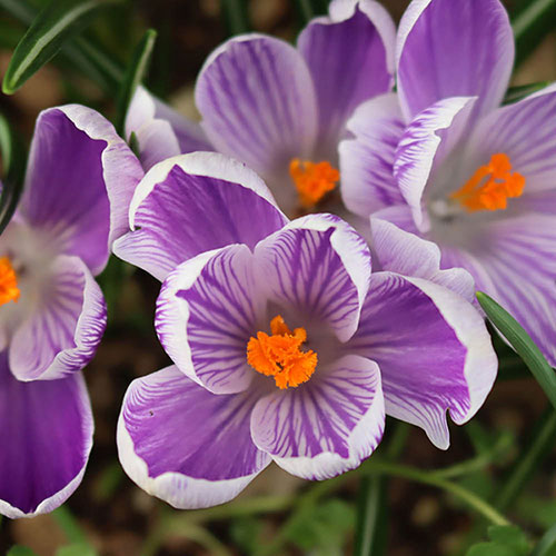 Crocus King of the Striped Crocus King of the Striped