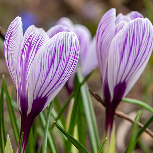 Crocus King of the Striped Crocus King of the Striped