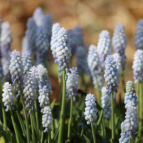 Muscari Babys Breath Muscari Babys Breath