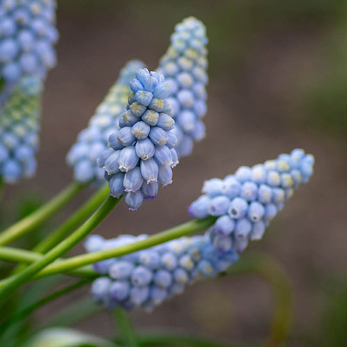 Muscari Babys Breath Muscari Babys Breath