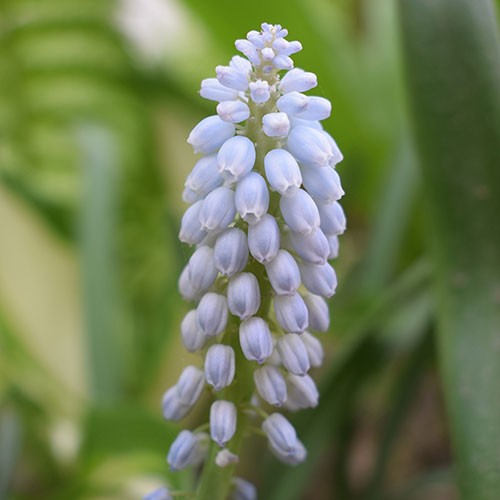 Muscari Babys Breath Muscari Babys Breath