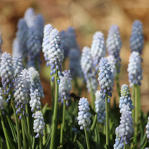 Muscari Babys Breath Muscari Babys Breath
