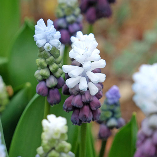 Muscari Grape Ice Muscari Grape Ice