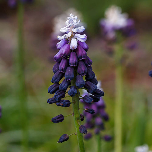 Muscari Grape Ice Muscari Grape Ice