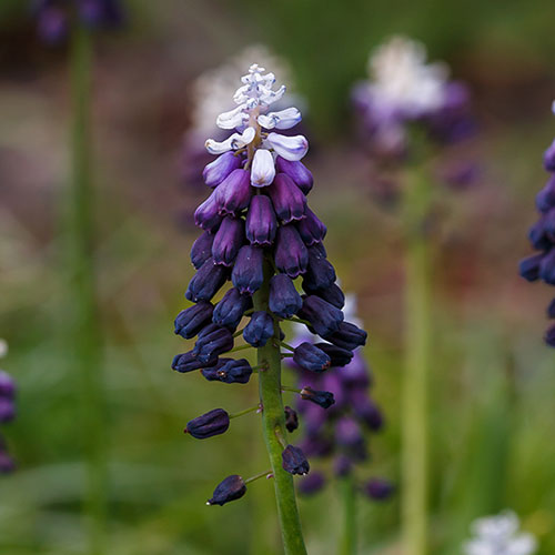 Muscari Grape Ice Muscari Grape Ice