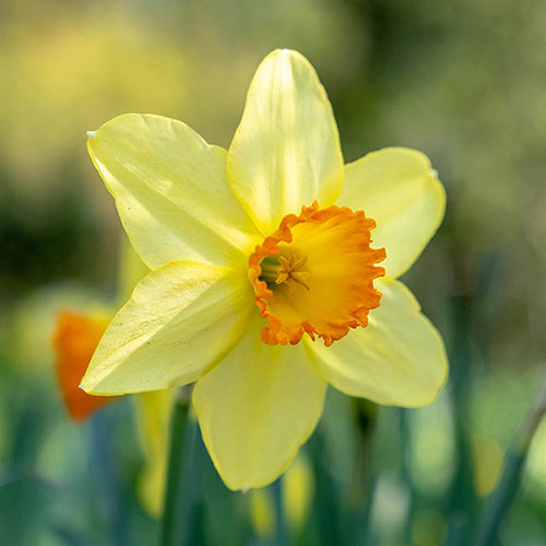 Daffodil Red Devon Daffodil Red Devon